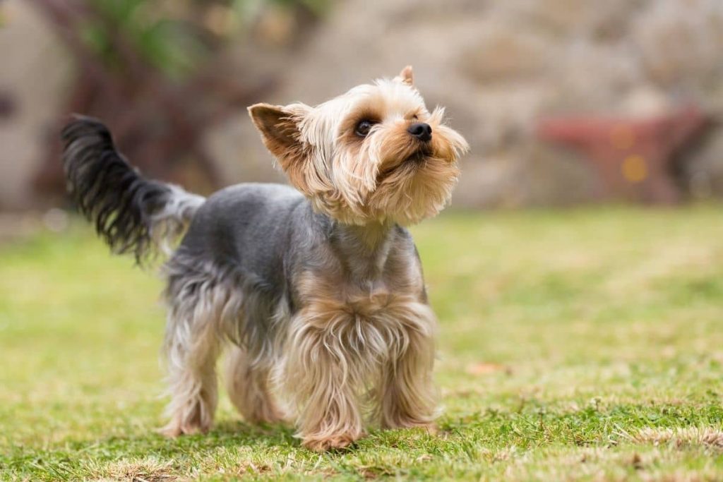 yorkshire terrier chien âgé