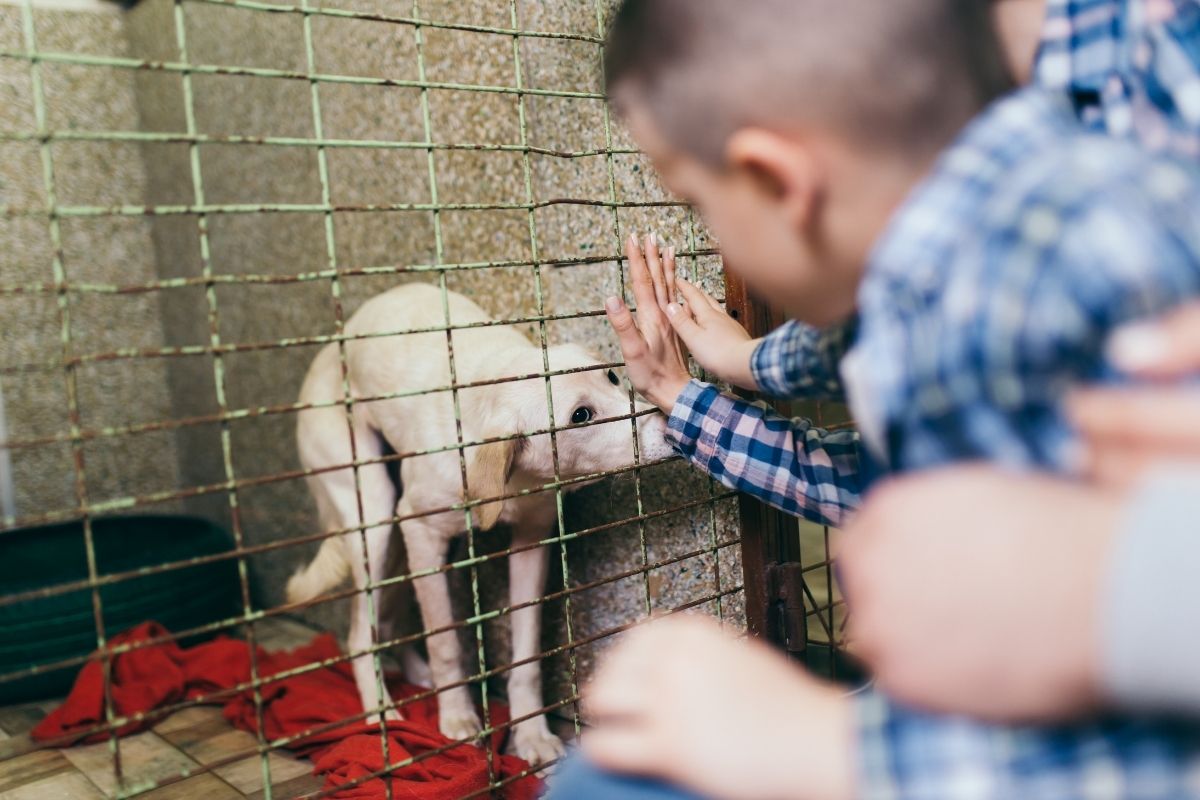 Comment bien accueillir un chien qui vient d’un refuge ?