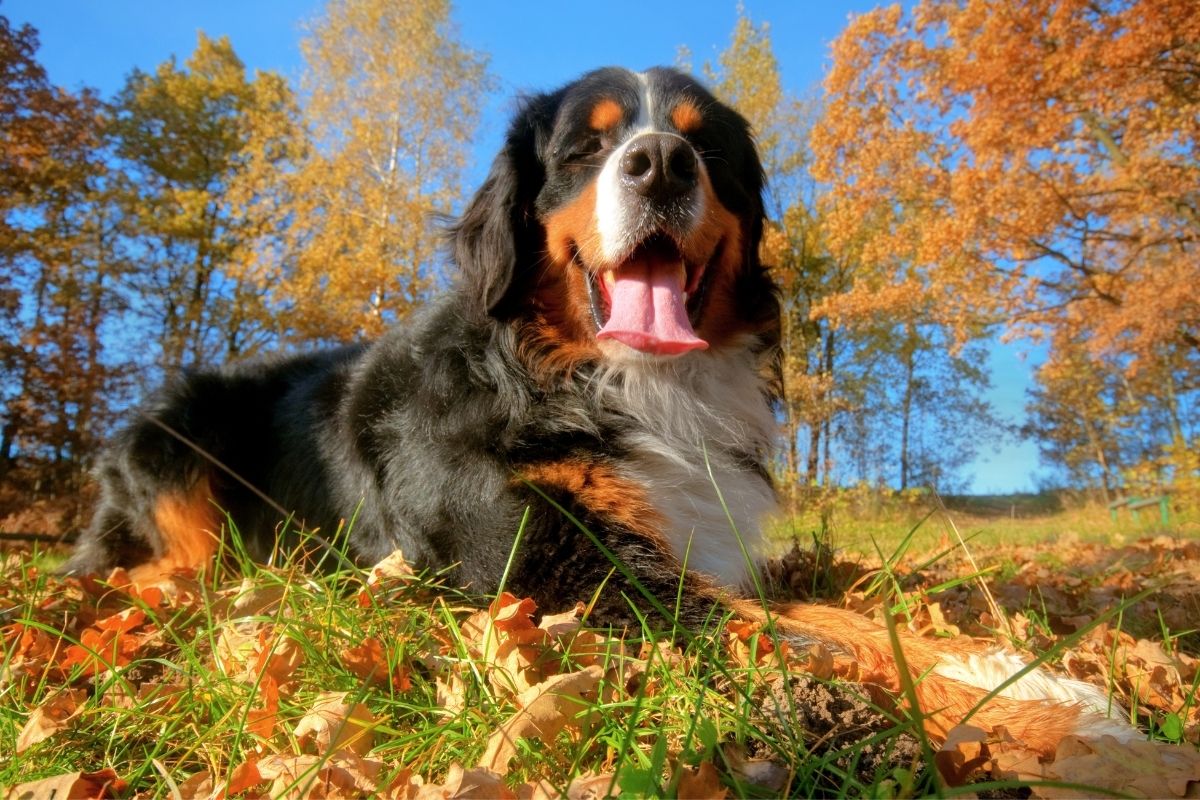 Adopter un gros chien : tout ce que vous devez savoir avant de vous lancer !