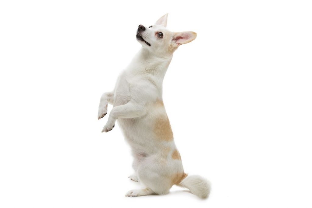 apprendre chien faire le beau