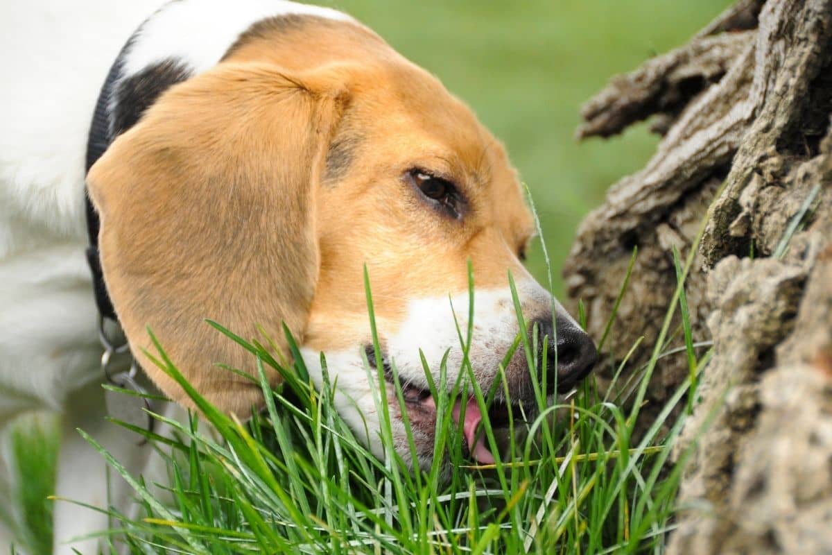 Pourquoi mon chien mange-t-il de l’herbe ?