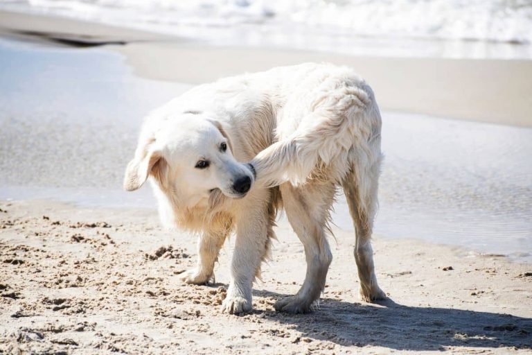 Mon chien se mord la queue : est-ce normal ?