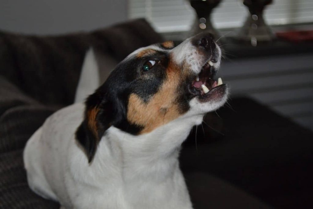 empecher chien aboyer
