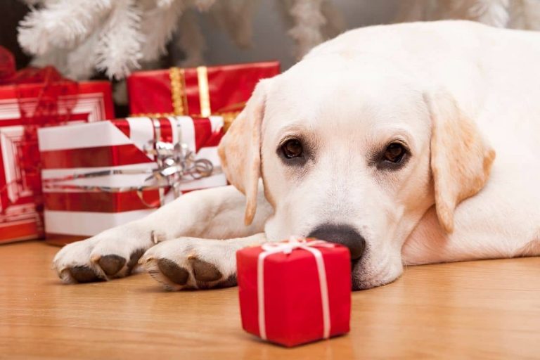 Étude : 72% des français offriront un cadeau de Noël à leur chien en 2020
