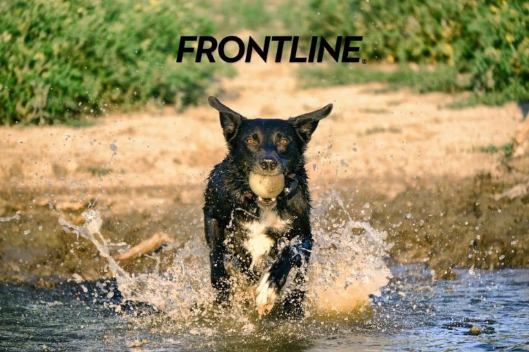 Tout savoir sur Frontline, l’un des meilleurs médicaments anti-puces