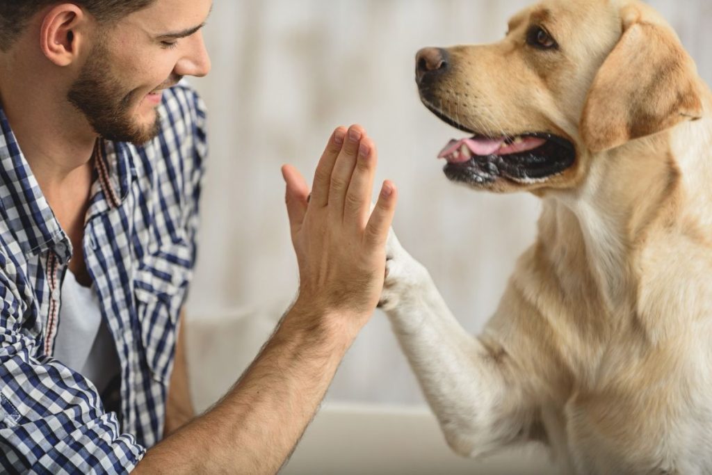 gagner confiance chien