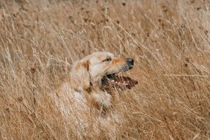 golden retriever champ