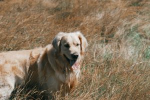 golden retriever de face
