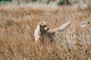 golden retriever debout champ