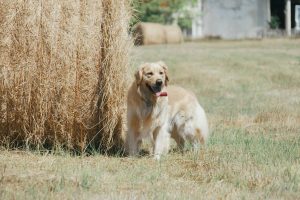 golden retriever foin