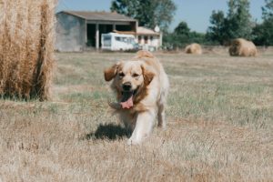 golden retriever qui court