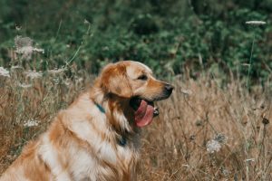 golden retriever qui tire la langue