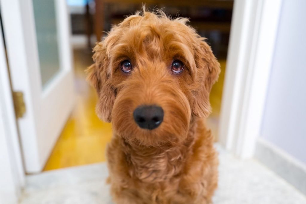 goldendoodle apparence