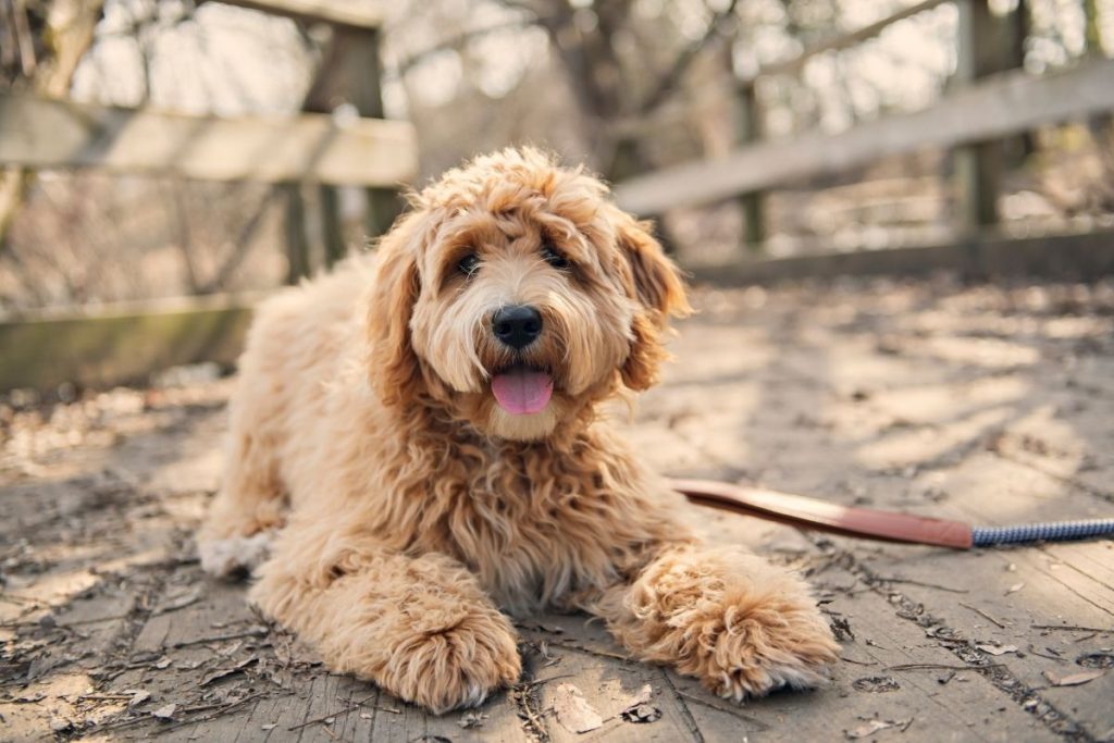 goldendoodle photo