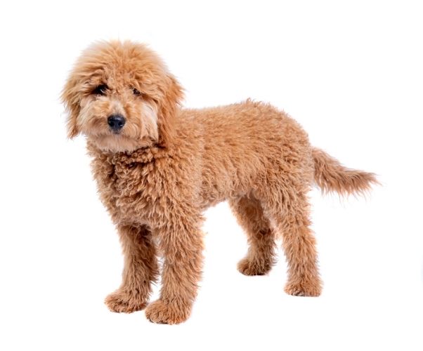 goldendoodle