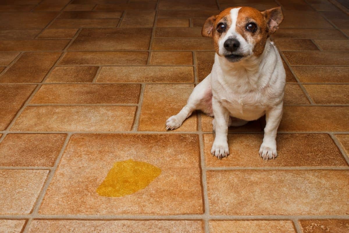 How to clean dog urine and get rid of its smell?