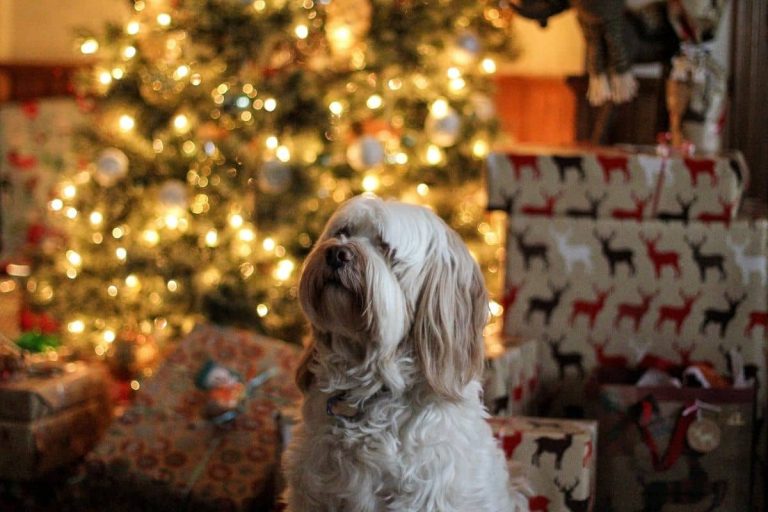 20 idées de cadeau de Noël pour votre chien