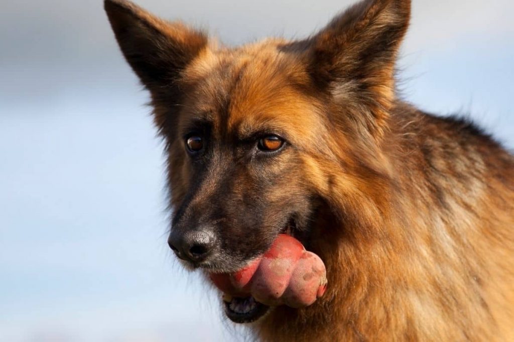 jouets indestructibles pour chien