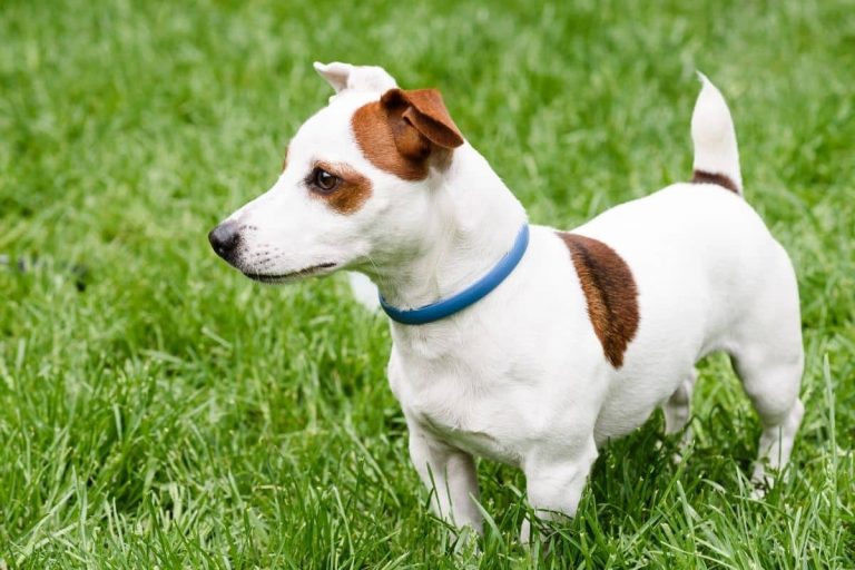 Notre top 5 des meilleurs colliers anti-puces pour chien