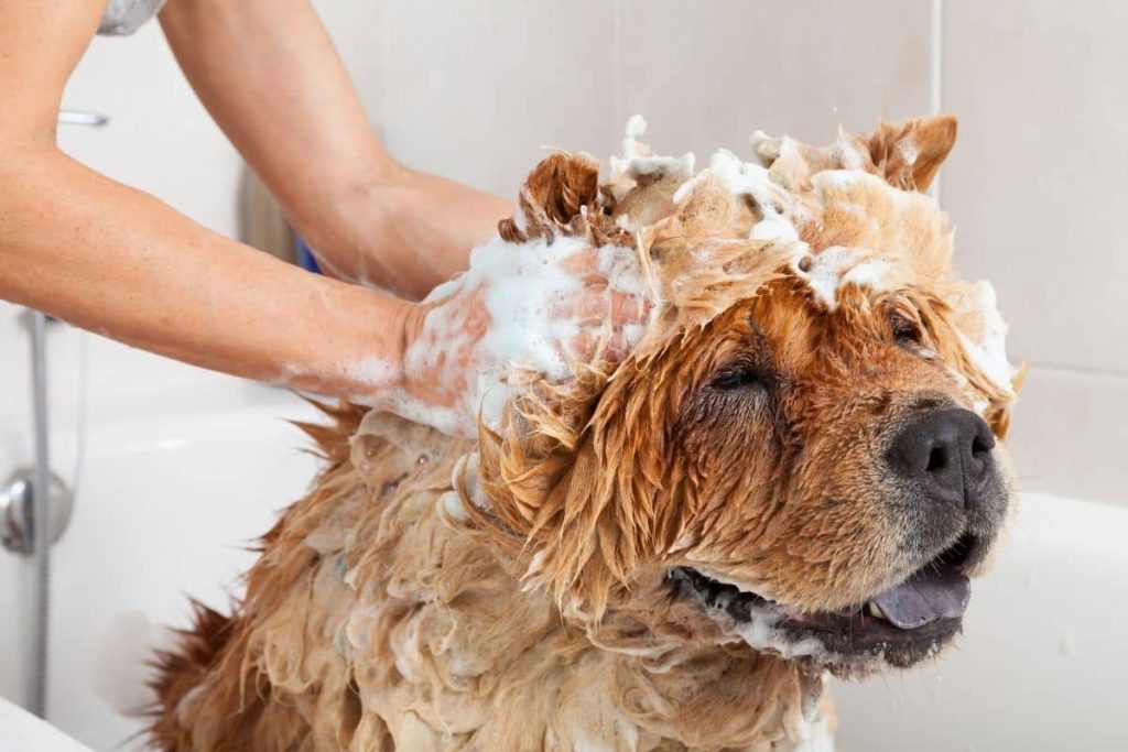 meilleur shampoing pour chien