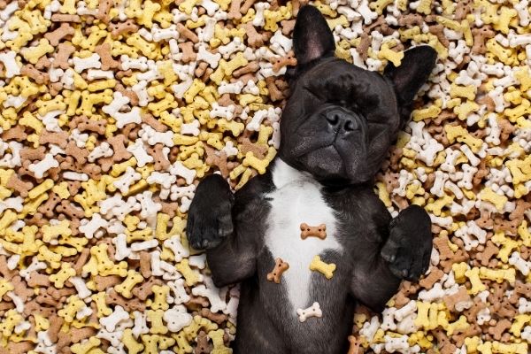 meilleure friandise chien
