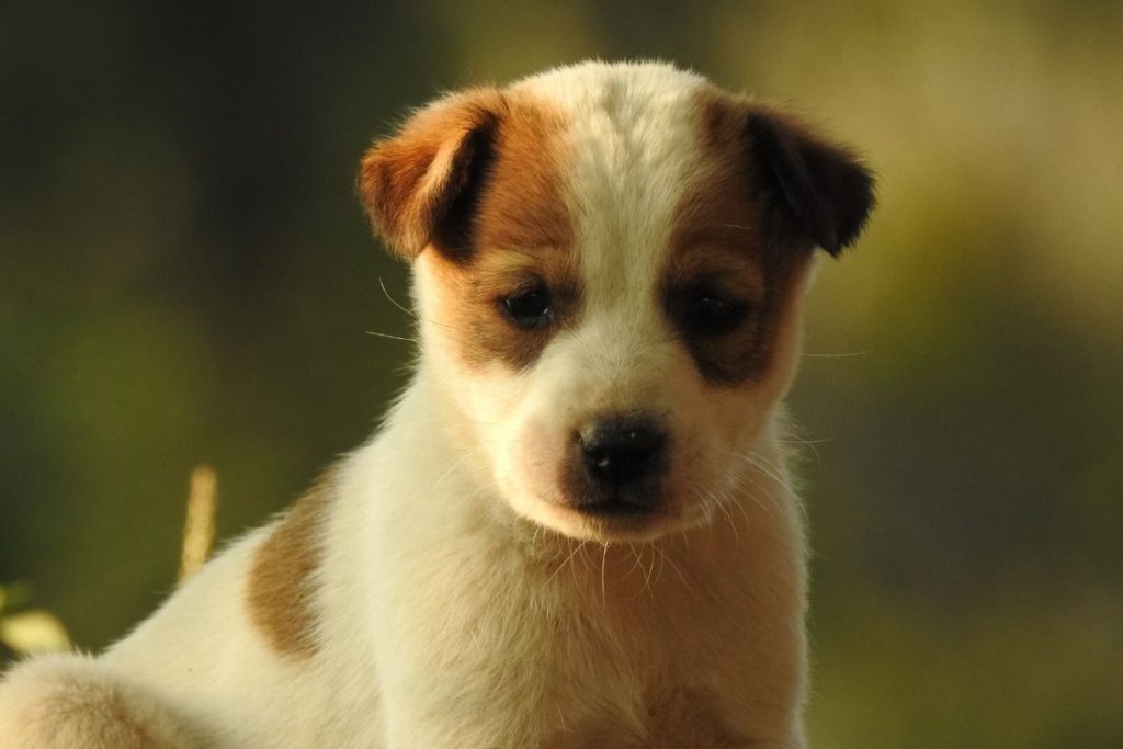 nom chien lettre s 2021