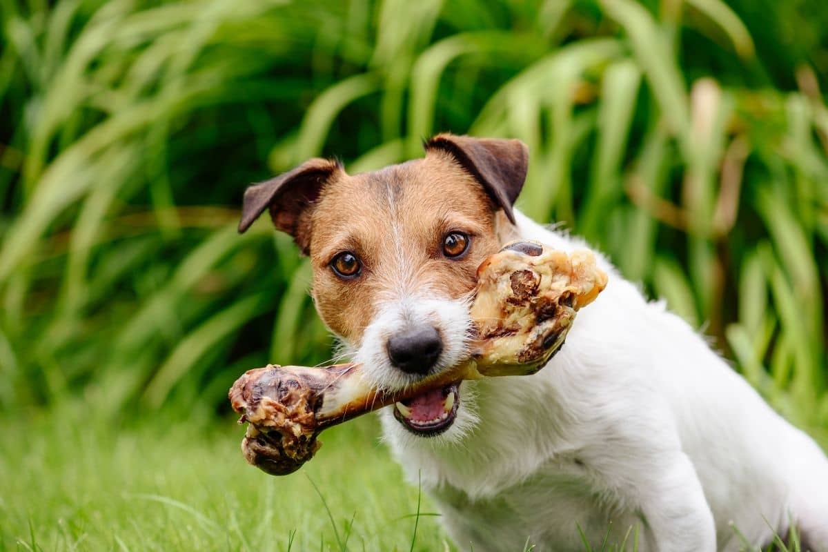 Can I give bones to my dog?