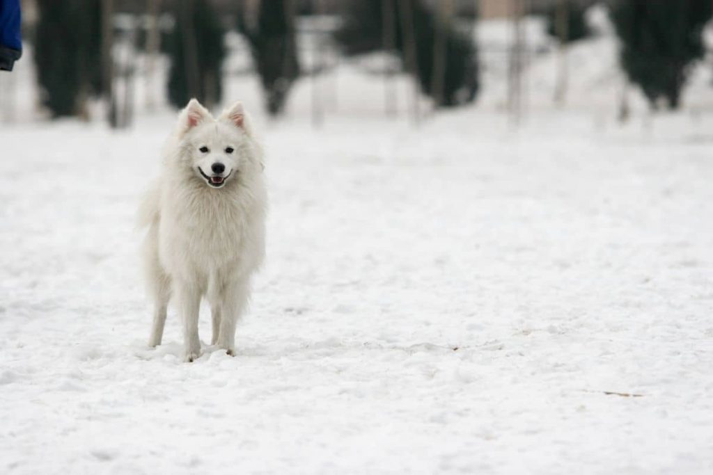 spitz japonais