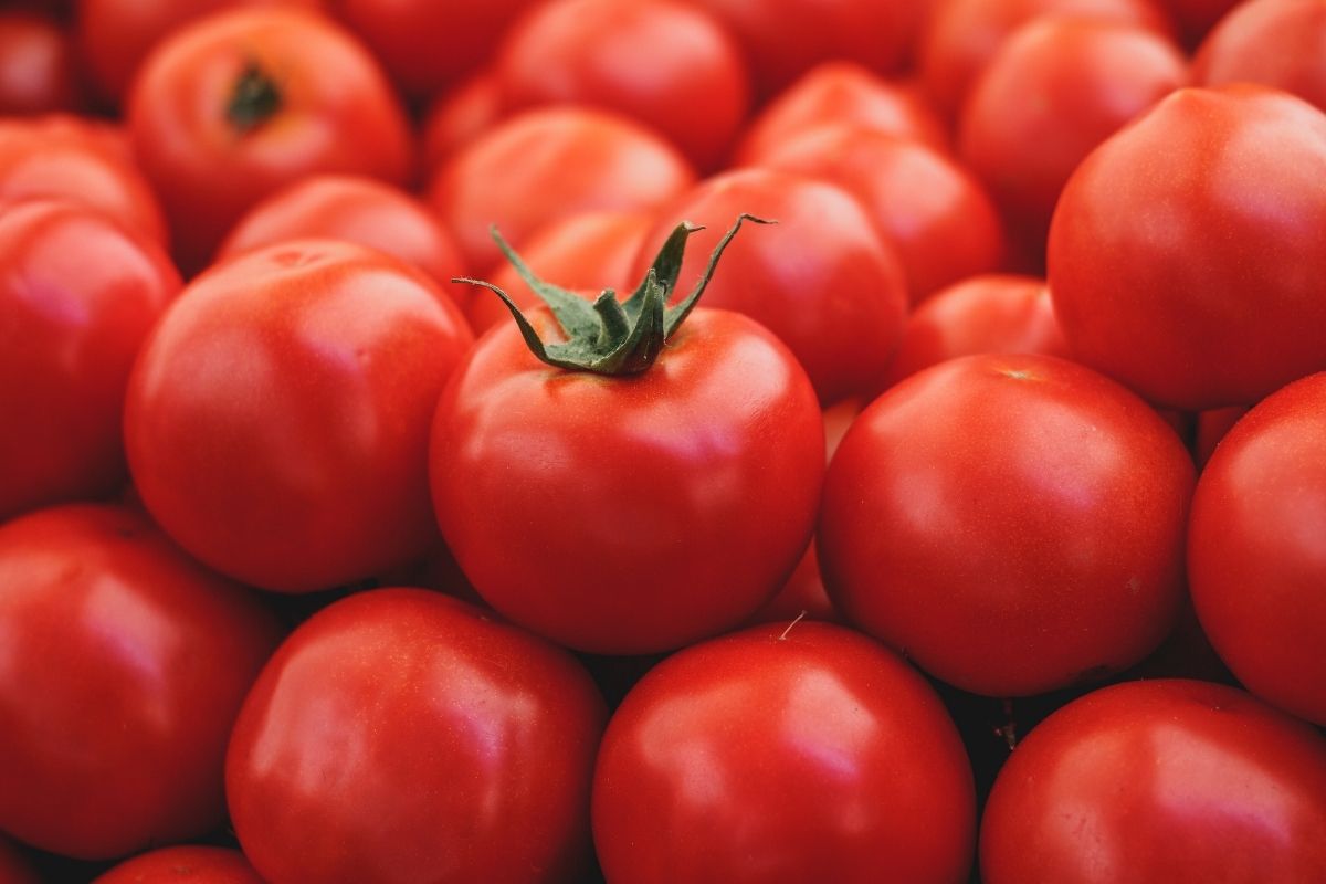 Puis-je donner de la tomate à mon chien ?