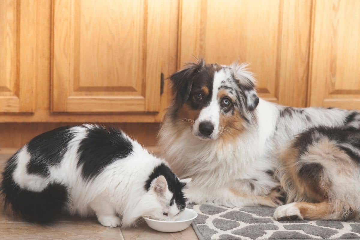 Puis-je donner de la nourriture pour chat à un chien ?