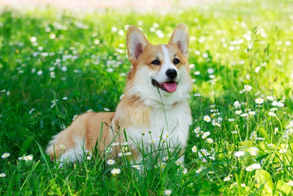 corgi