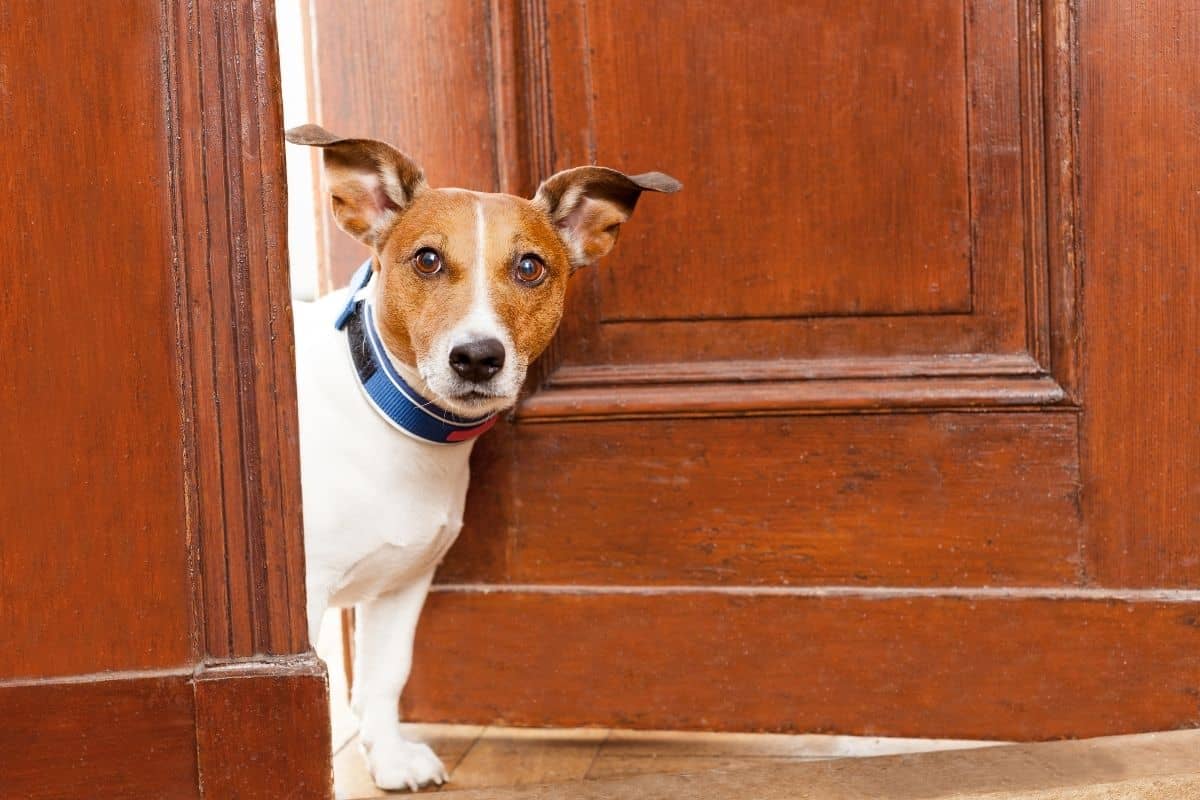 Moving with your dog: all our tips