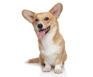 welsh corgi pembroke