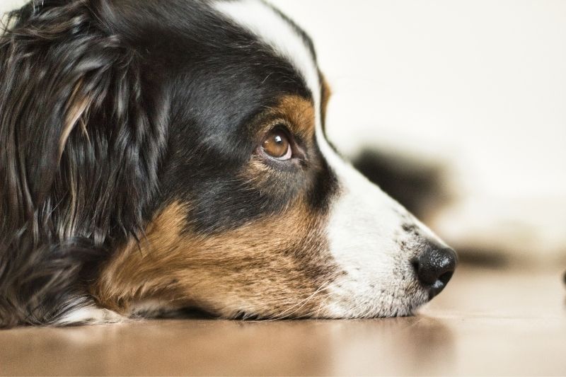 à quoi pensent les chiens