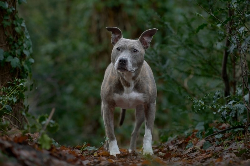 american staffordshire terrier gris dans une forêt