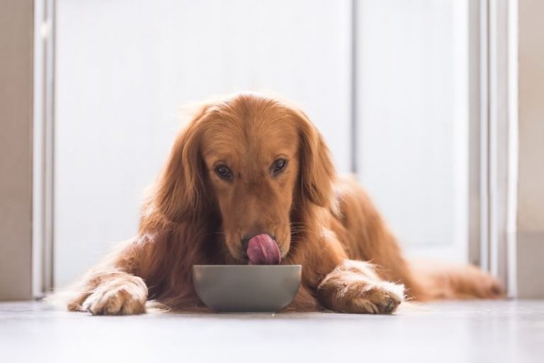 ¿Cuánto tarda un perro en digerir su comida?