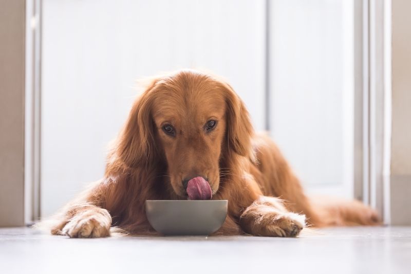 aparato digestivo perro