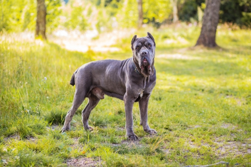 cane corso de pie