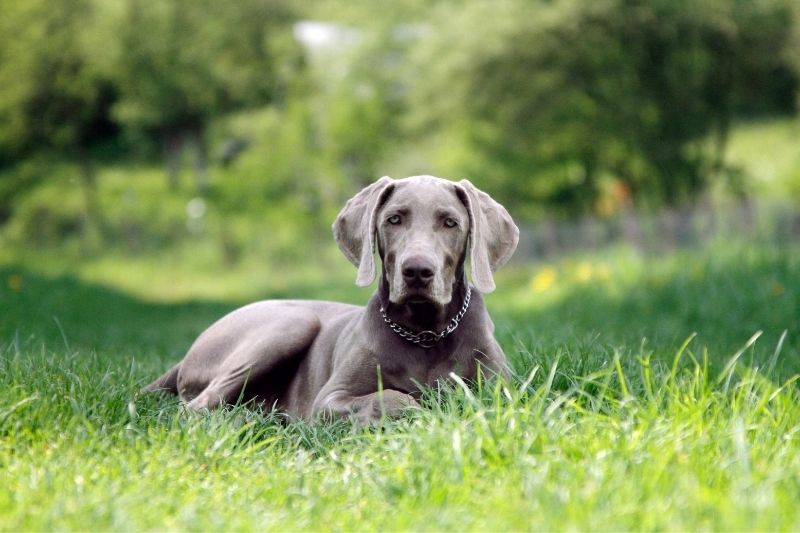 chien gris bleu