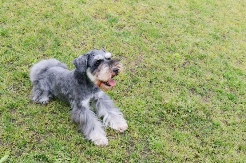 chien gris et blanc