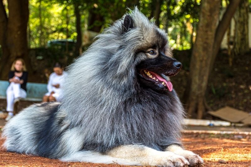 20 races de chiens gris (avec des photos)