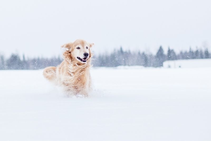 perro de nieve