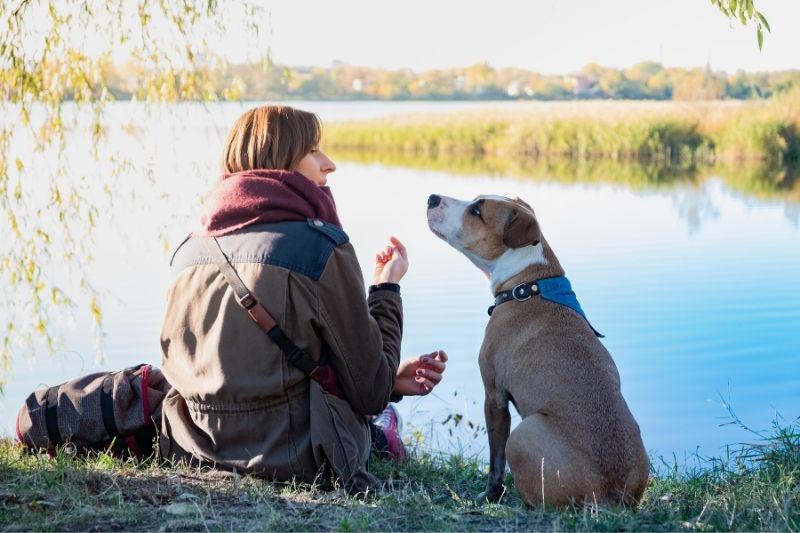 comment pensent les chiens