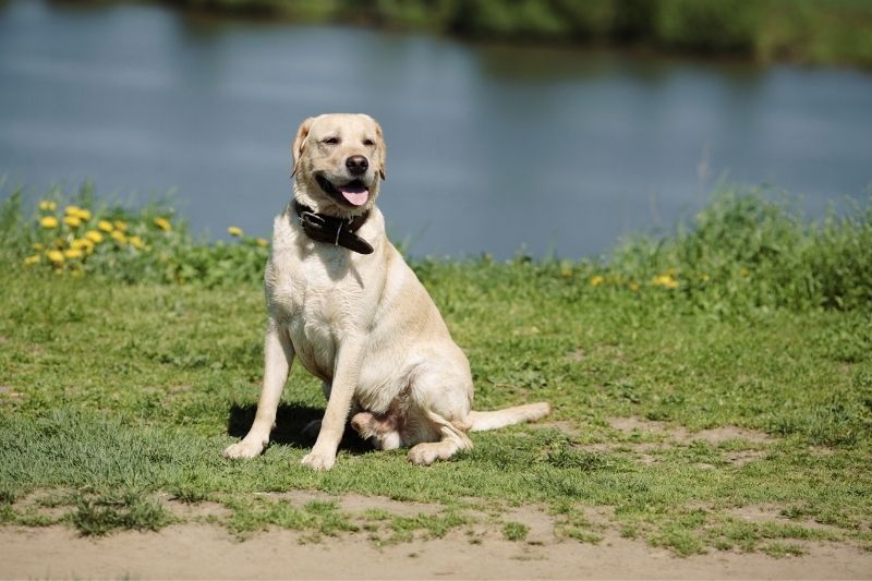 differences golden retriever labrador