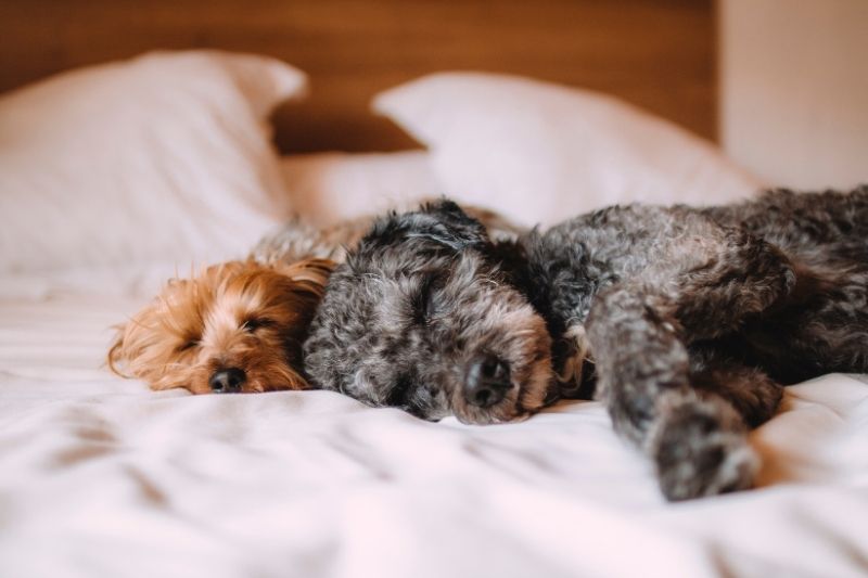 dog sleeping in bedroom