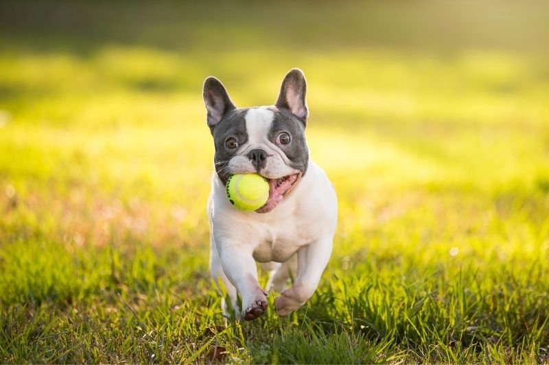 bulldog francés perro gris