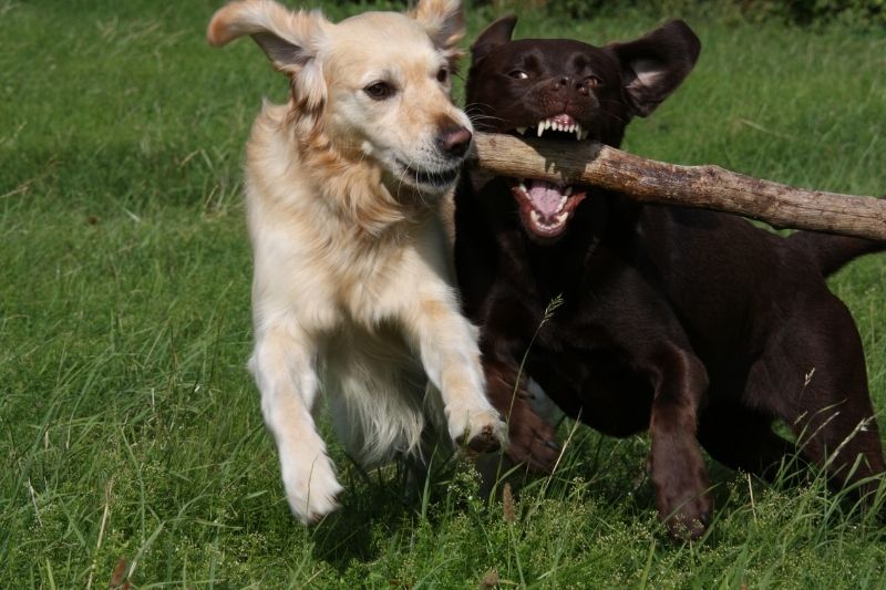 golden retriever labrador