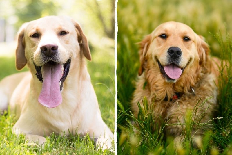 Labrador ou Golden Retriever : lequel choisir ?