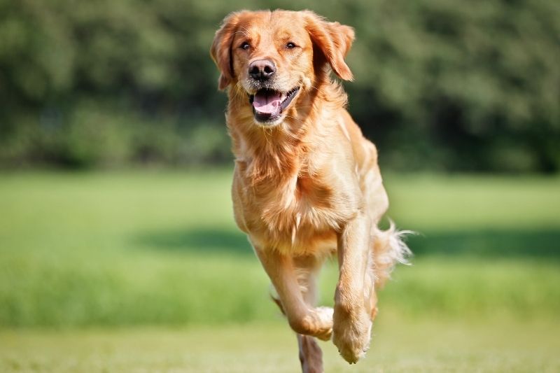 golden retriever running labrador