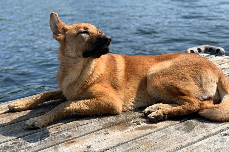 15 facts about the Golden Shepherd